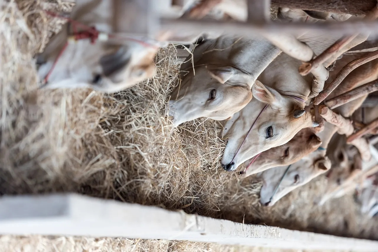 Cows eating hay